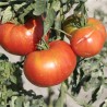 TOMATE JOIE DE LA TABLE - Graines BIO | Ferme de Sainte Marthe | Graines et Bio