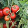 TOMATE COCKTAIL Maja - Graines BIO | Ferme de Sainte Marthe | Graines et Bio