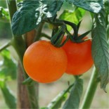 TOMATE ORANGE Bourgoin - Graines BIO