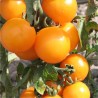 TOMATE ORANGE Bourgoin - Graines BIO | Ferme de Sainte Marthe | Graines et Bio