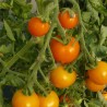 TOMATE ORANGE Bourgoin - Graines BIO | Ferme de Sainte Marthe | Graines et Bio