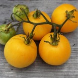 TOMATE PÊCHE JAUNE - Graines BIO