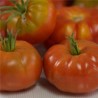 TOMATE REINE DES HÂTIVES - Graines BIO | Ferme de Sainte Marthe | Graines et Bio