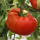 TOMATE RUSSE - Graines BIO