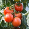 Tomate Saint Pierre en grappe