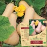 COURGE BUTTERNUT Musquée - Graines BIO | La Semence Bio | Graines et Bio