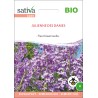 JULIENNE des DAMES - Graines BIO | Sativa | Graines et Bio