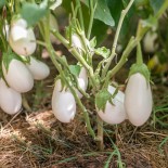 🍆 Graines d'AUBERGINE - AUBERGINE BLANCHE Dourga - Graines BIO
