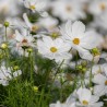 COSMOS Blanc Pur - Graines BIO | KOKOPELLI | Graines et Bio