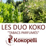 TABACS PARFUMÉS - DUO Kokopelli - Graines BIO | KOKOPELLI | Graines et Bio