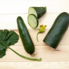 COURGETTE Verte de Milan - Graines BIO | KOKOPELLI | Graines et Bio