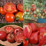 Assortiment de graines de Tomates de Kokopelli