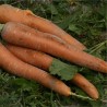CAROTTE de CARENTAN - Graines BIO | Ferme de Sainte Marthe | Graines et Bio