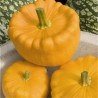COURGE PÂTISSON Orange - Graines BIO | Ferme de Sainte Marthe | Graines et Bio
