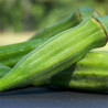 OKRA GOMBO - Graines BIO | Ferme de Sainte Marthe | Graines et Bio