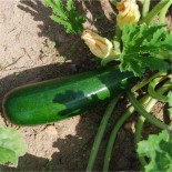 COURGETTE VERTE Non Coureuse des Maraîchers - Graines BIO