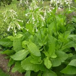 TABAC ORIENTAL "White Flower" - Graines BIO | KOKOPELLI | Graines et Bio
