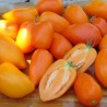 TOMATE ANDINE ORANGE - Graines BIO | KOKOPELLI | Graines et Bio