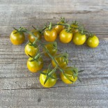 TOMATE VERTE "Green Grape" - Graines BIO