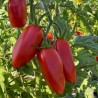 TOMATE SAN MARZANO - Graines BIO | Ferme de Sainte Marthe | Graines et Bio