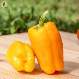 🌶️ Graines de POIVRON et PIMENT - POIVRON JAUNE Sweet Jemison - Graines BIO