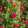 ZINNIA en mélange de Couleurs - Graines BIO | KOKOPELLI | Graines et Bio