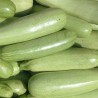 COURGETTE Odessa - Graines BIO | KOKOPELLI | Graines et Bio