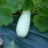 COURGETTE Odessa - Graines BIO | KOKOPELLI | Graines et Bio