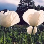 PAVOT BLANC "Peshawar" - Graines BIO | KOKOPELLI | Graines et Bio