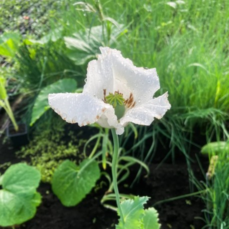 PAVOT BLANC "Peshawar" - Graines BIO | KOKOPELLI | Graines et Bio