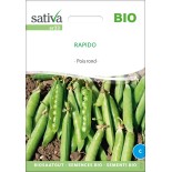 PETIT POIS Grain Rond "Rapido" - Graines BIO | Sativa | Graines et Bio