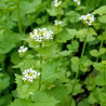 ALLIAIRE Officinale ou HERBE à AIL - Graines BIO | Ferme de Sainte Marthe | Graines et Bio