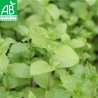 MENTHE POIVRÉE - Graines BIO | Ferme de Sainte Marthe | Graines et Bio