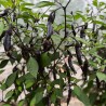 POIVRON MURASAKI PURPLE - Graines BIO | Ferme de Sainte Marthe | Graines et Bio