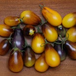 TOMATE CERISE POIRE "Pear Drops" - Graines BIO | Ferme de Sainte Marthe | Graines et Bio
