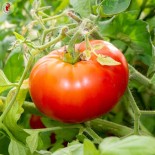 TOMATE PRÉCOCE "DOUBLE RICH" - Graines BIO | KOKOPELLI | Graines et Bio