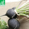 RADIS NOIR Rond d'Hiver - Graines BIO | Ferme de Sainte Marthe | Graines et Bio