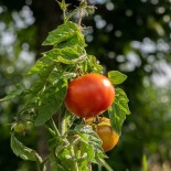 TOMATE COCKTAIL HÂTIVE "Aurora" - Graines BIO