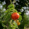 TOMATE COCKTAIL HÂTIVE "Aurora" - Graines BIO | KOKOPELLI | Graines et Bio