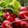 RADIS RONDS COLORÉS en MÉLANGE - Graines non traitées | Ferme de Sainte Marthe | Graines et Bio