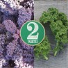 CHOUX KALE en MÉLANGE - Graines BIO | Ferme de Sainte Marthe | Graines et Bio