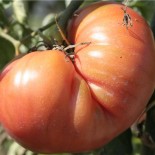 TOMATE BRANDYWINE - Graines BIO