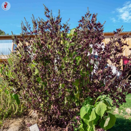 PÉRILLA ROUGE DU JAPON "Aka Shiso" - Graines BIO | KOKOPELLI | Graines et Bio