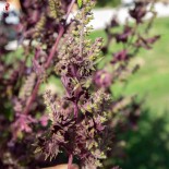 PÉRILLA ROUGE DU JAPON "Aka Shiso" - Graines BIO | KOKOPELLI | Graines et Bio