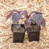 PÉRILLA ROUGE DU JAPON "Shiso Pourpre" - Graines BIO | KOKOPELLI | Graines et Bio