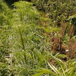 PLANTES COMPAGNES - TAGÈTE NÉMATICIDE - Graines BIO