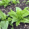 ÉPINARD PRECOCE 1ère RÉCOLTE - Graines BIO | Ferme de Sainte Marthe | Graines et Bio