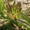 LAITUE ROMAINE ROUGE "Oreilles du Diable" - Graines BIO | Ferme de Sainte Marthe | Graines et Bio