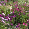 FLEURS PARFUMÉES - Graines en mélange | Ferme de Sainte Marthe | Graines et Bio