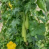 LUFFA ÉPONGE VÉGÉTALE - Graines BIO | KOKOPELLI | Graines et Bio LUFFA ÉPONGE VÉGÉTALE - Graines BIO | KOKOPELLI | Graines et Bio